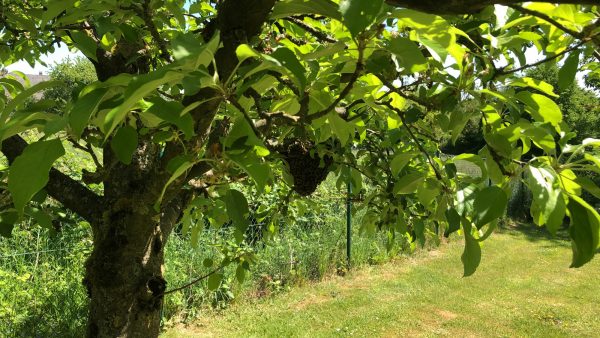 Bienenherz im Apfelbaum