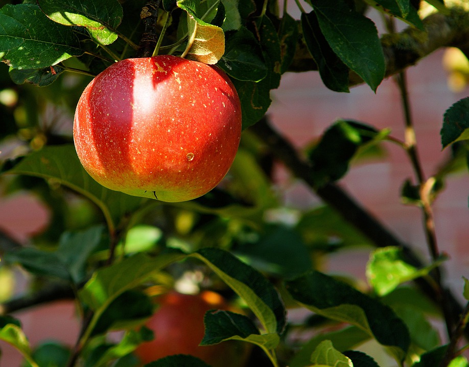 Apfel am Baum bei Sonnenschein